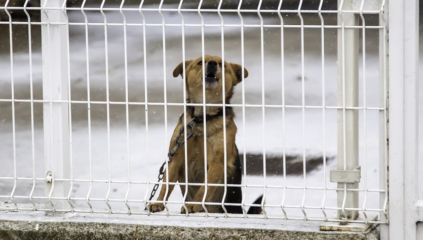 Zostawiony na mrozie, przywiązany do drzewa. Pozytywny finał interwencji w Jastrzębiu-Zdroju