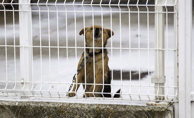 Zostawiony na mrozie, przywiązany do drzewa. Pozytywny finał interwencji w Jastrzębiu-Zdroju