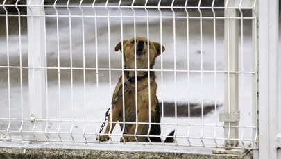 Zostawiony na mrozie, przywiązany do drzewa. Pozytywny finał interwencji w Jastrzębiu-Zdroju