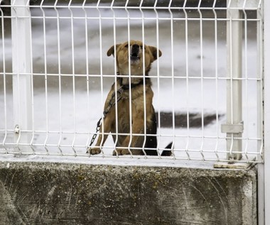 Zostawiony na mrozie, przywiązany do drzewa. Pozytywny finał interwencji w Jastrzębiu-Zdroju