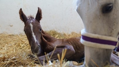 Źrebak na pokładzie. Akademicki Ośrodek Jeździecki będzie szukać imienia 