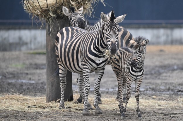 Źrebak zebry Bali wraz z mamą na wybiegu wrocławskiego zoo / 	Maciej Kulczyński    /PAP