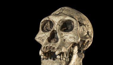 Zrekonstruowali twarz człowieka sprzed 1,5 mln lat. Naukowcy zaskoczeni