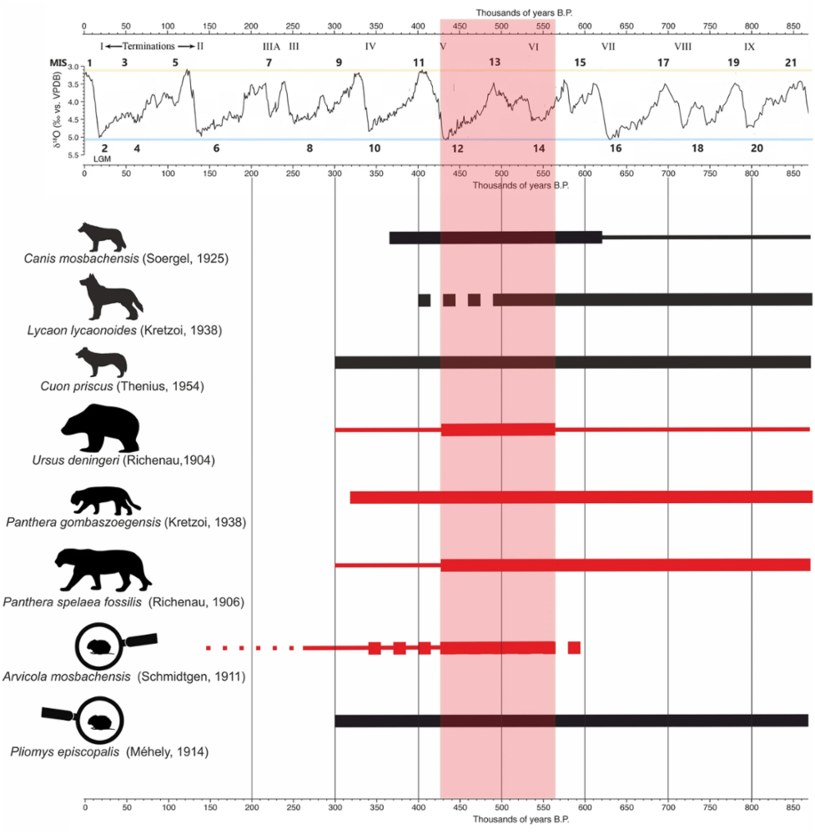 Zrekonstruowana chronologia mięsożerców i małych ssaków z Jaskini Tunelu Wielkiego na podstawie ich morfologii. Cienkie linie odnoszą się do występowania gatunku w Europie Środkowej. Grube linie odnoszą się do chronologii osobników morfologii obserwowanej w Jaskini Tunel Wielki. Linia przerywana odnosi się do prawdopodobnego zdarzenia. Czerwony słupek wskazywał najbardziej prawdopodobną chronologię pobytu człowieka w Jaskini Tunelu Wielkiego na podstawie taksonomii i morfologii ssaków.