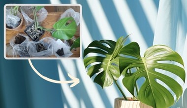 Zrób "bigos dla roślin". Monstera i filodendron ci podziękują