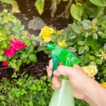 Zrób oprysk z tego warzywa. Pozbędziesz się pędraków, nim zniszczą ogród 