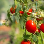 Zrób ten oprysk jeszcze w tym tygodniu. Brązowe plamy z pomidorów znikną 