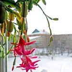 Zrób to, a grudnik pięknie zakwitnie na święta. Sekret pielęgnacji szlumbergery