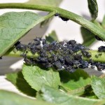 Zrób to, a mszyce nie tkną kopru ani sałaty. Za ten trik należy się złoty medal