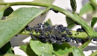Zrób to, a mszyce nie tkną kopru ani sałaty. Za ten trik należy się złoty medal