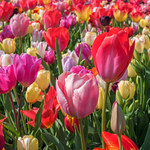 Zrób to, gdy tulipany przekwitną, a za rok znów obsypią się kwiatami