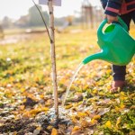 Zrób to jesienią, a szybciej będziesz się cieszyć obfitymi zbiorami 