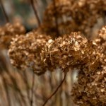 Zrób to najpóźniej w połowie listopada. Inaczej hortensje zmarnieją w oczach 