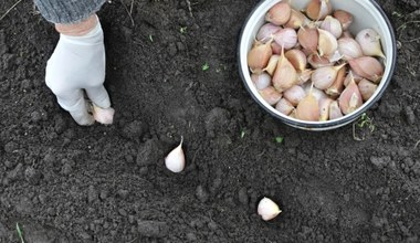 Zrób to przed sadzeniem cebuli i czosnku, a będziesz mieć obfite zbiory