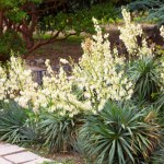 Zrób to w marcu, a juka będzie kwitła całe lato. Wystarczy podlać ją tym