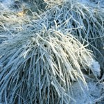 Zrób to w ogrodzie po pierwszych mrozach. Rośliny ci podziękują