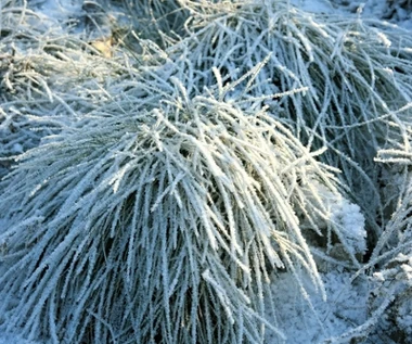 Zrób to w ogrodzie po pierwszych mrozach. Rośliny ci podziękują