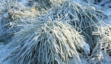 Zrób to w ogrodzie po pierwszych mrozach. Rośliny ci podziękują