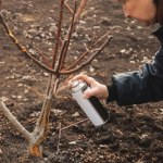 Zrób to w styczniu. Wiosną mszyce nie tkną twoich roślin