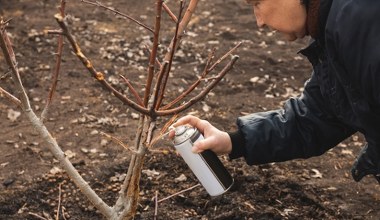 Zrób to w styczniu. Wiosną mszyce nie tkną twoich roślin