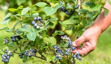 Zrób to z borówką amerykańską po cięciu. Owoce będziesz zbierać taczkami 