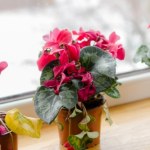 Zrób to z cyklamenem zimą. Sąsiadki pozazdroszczą ci kwiatów