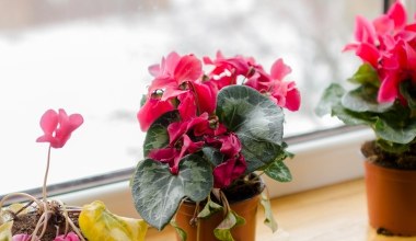 Zrób to z cyklamenem zimą. Sąsiadki pozazdroszczą ci kwiatów