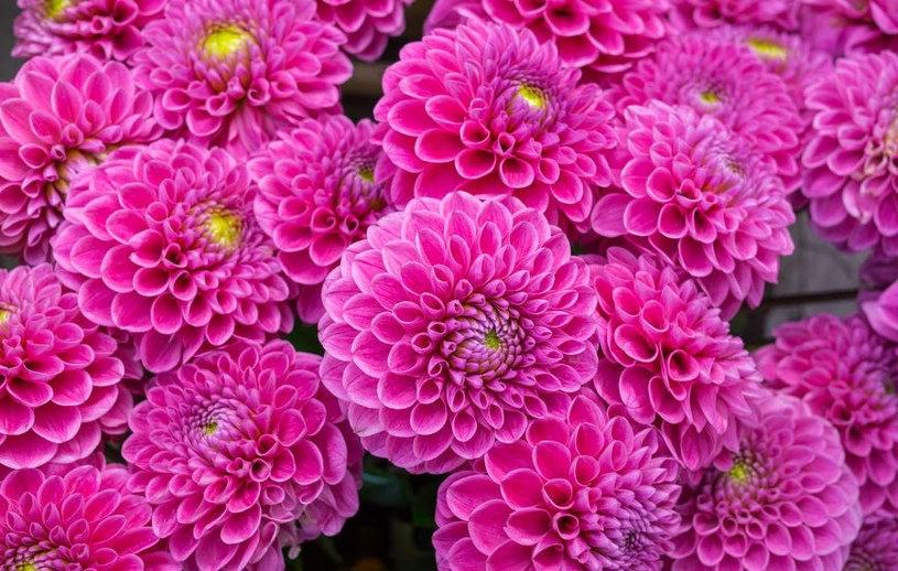 Zrób to z daliami w marcu. Zakwitną wcześniej i zaleją ogród kwiatami