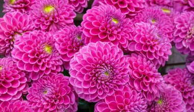 Zrób to z daliami w marcu. Zakwitną wcześniej i zaleją ogród dywanem kwiatów