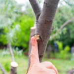 przycinanie roślin Zrób to z drzewkami owocowymi wiosną. Ochronisz je przed chorobami