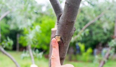 Zrób to z drzewkami owocowymi wiosną. Ochronisz je przed chorobami 