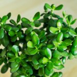 Zrób to z gruboszem w grudniu. Będzie trzymał formę do wiosny 