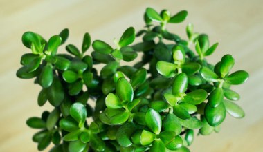 Zrób to z gruboszem w grudniu. Będzie trzymał formę do wiosny 