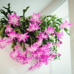 Zrób to z grudnikiem w marcu. Na wiosnę obsypie się kwiatami