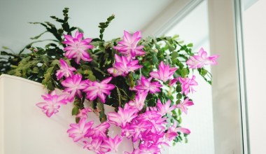 Zrób to z grudnikiem w marcu. Na wiosnę obsypie się kwiatami