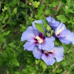 Zrób to z hibiskusem w marcu. Latem będzie uginał się od kwiatów