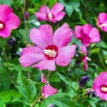 Zrób to z hibiskusem w marcu. Latem będzie uginał się od kwiatów 