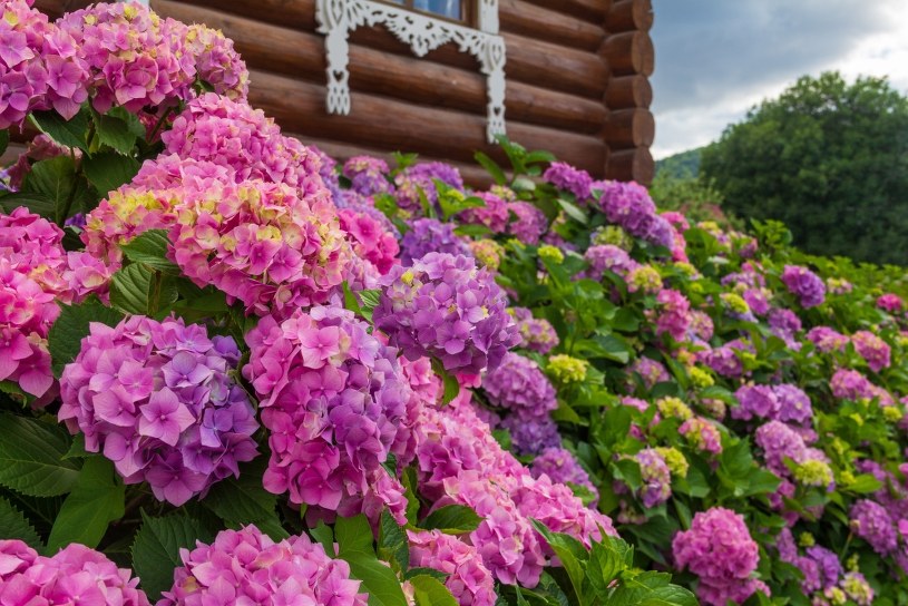 Zrób to z hortensją do końca sierpnia. Obsypie ogród bujnymi kwiatami 