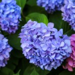 Zrób to z hortensjami w listopadzie. Inaczej z kwitnienia na wiosnę wyjdą nici