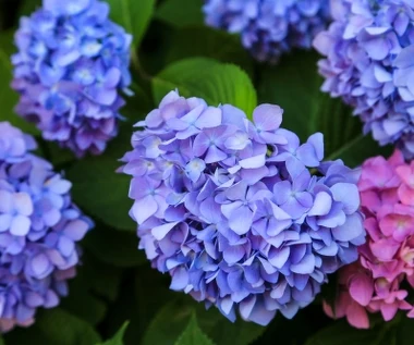 Zrób to z hortensjami w listopadzie. Inaczej z kwitnienia na wiosnę wyjdą nici