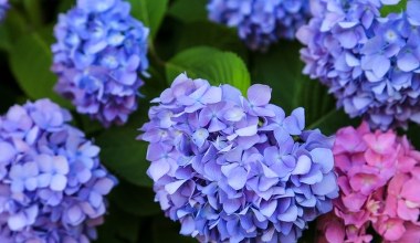 Zrób to z hortensjami w listopadzie. Inaczej z kwitnienia na wiosnę wyjdą nici