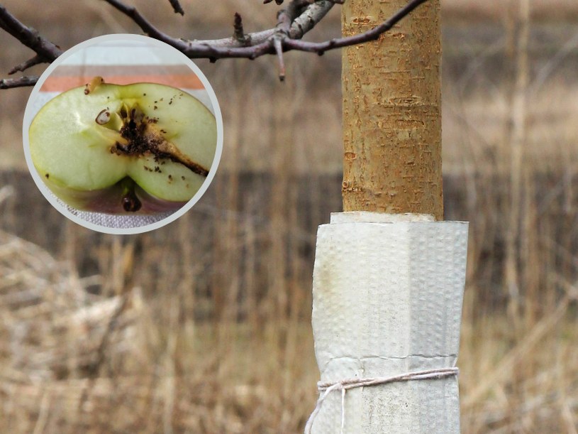 Zrób to z jabłonią we wrześniu. Ochronisz ją przed szkodnikami i będziesz mieć masę owoców