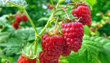 Zrób to z krzewami malin w lipcu. Będziesz mieć 2 razy więcej owoców