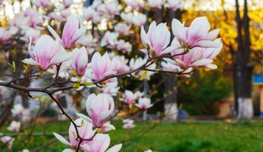 Zrób to z magnoliami przed zimą. Wiatr i mróz nie będzie im straszny 