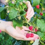 Zrób to z malinami na początku sierpnia. Zapomnisz o robaczywych owocach