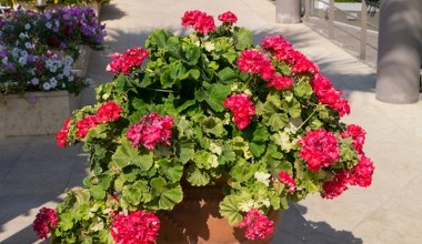 Zrób to z pelargonią w styczniu. Wiosną sobie podziękujesz