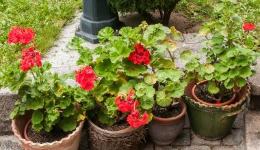 Zrób to z pelargoniami, nim przyjdą przymrozki. Bez problemu je przezimujesz 