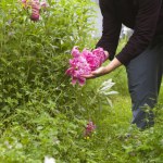Zrób to z piwoniami właśnie teraz. Odwdzięczą się masą kwiatów