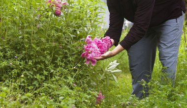 Zrób to z piwoniami właśnie teraz. Odwdzięczą się masą kwiatów