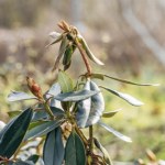 różanecznik Zrób to z rododendronem jesienią. Bez problemu przetrwa zimę
